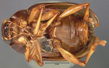 Media type: image; Entomology 9798   Aspect: habitus ventral view